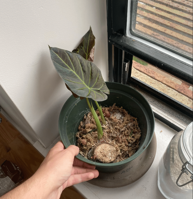 Alocasia regal shield rhizome in pot by the windowsill